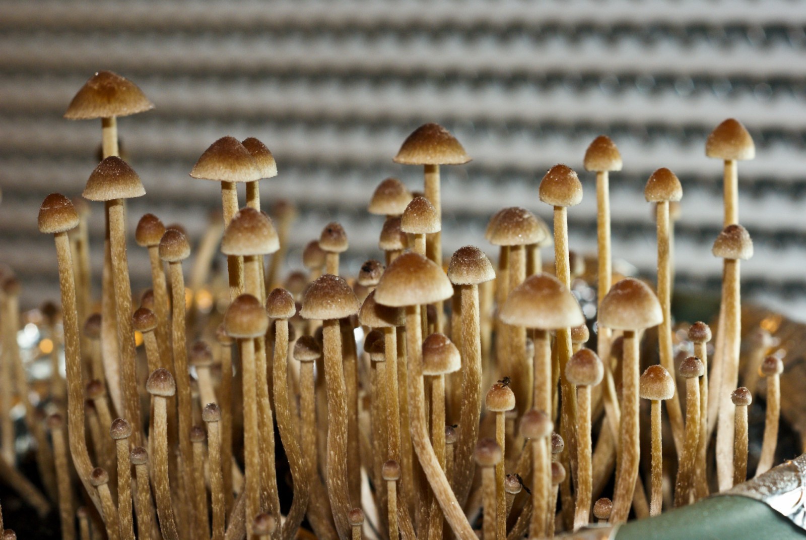 Psilocybe tampanensis Fruiting Pictures [OLD] Photo