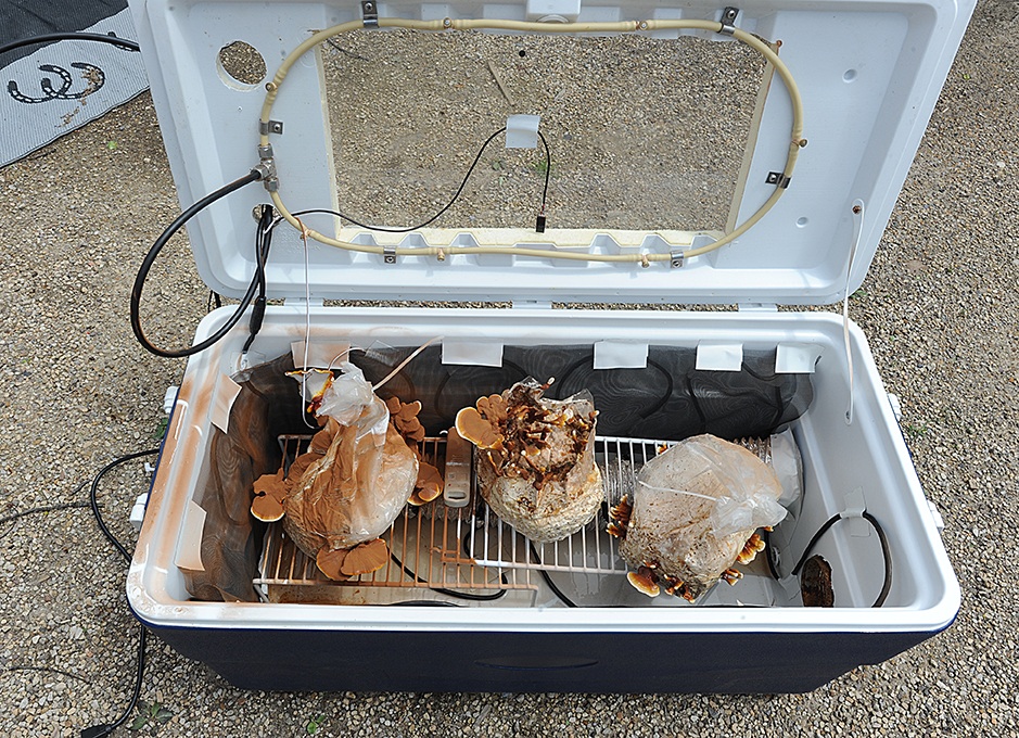 Automated Fruiting Chamber Questions..... Fungi Magic Mushrooms