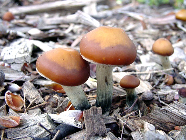 Psilocybe subaeruginosa Exotic Magic Mushroom Species WOODLOVERS Mycotopia