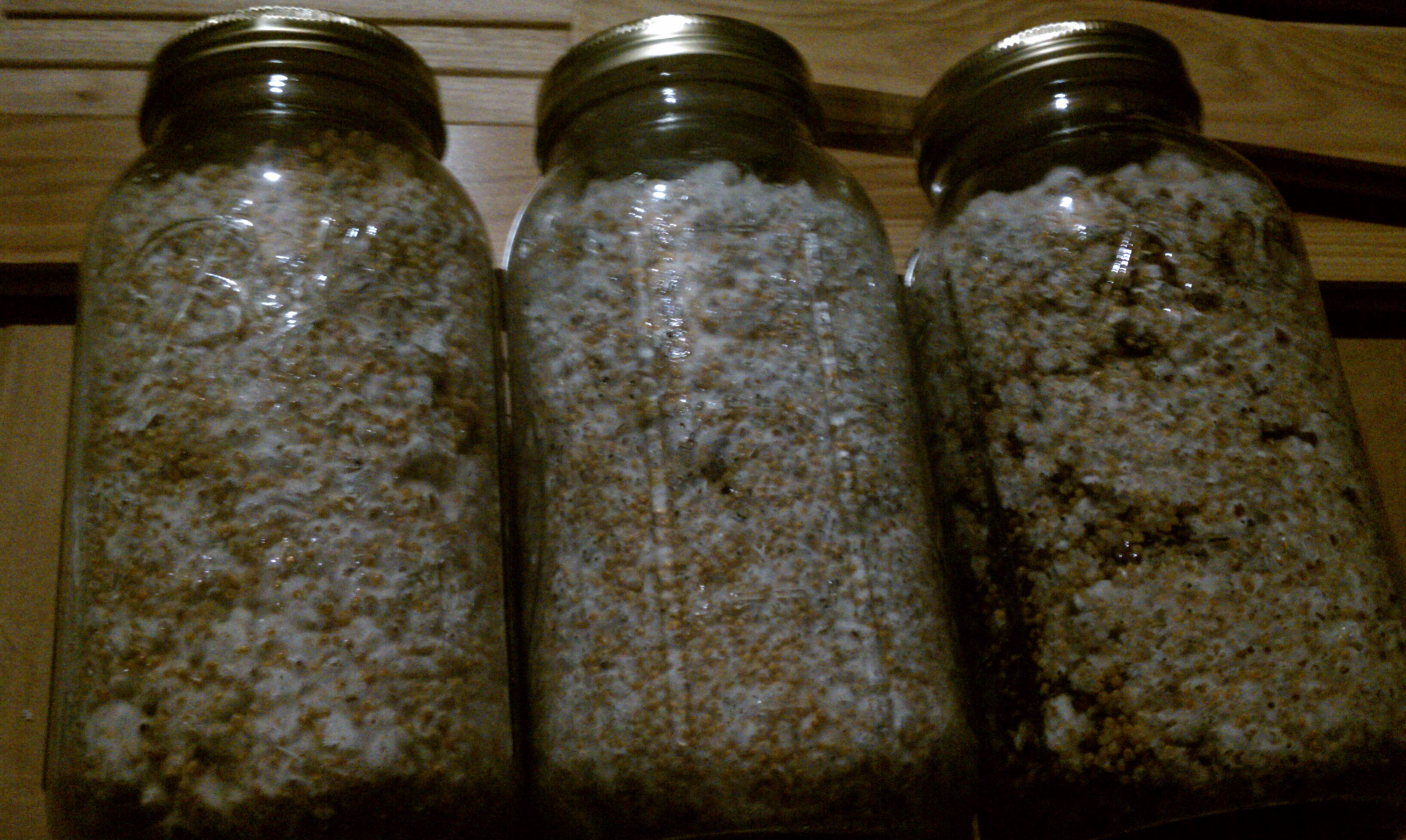 grain spawn Fungi Magic Mushrooms Mycotopia