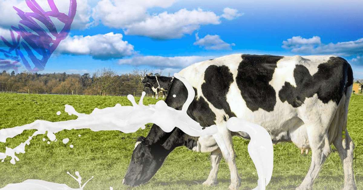 Mycotoxins in dairy cattle MycotoxinSite