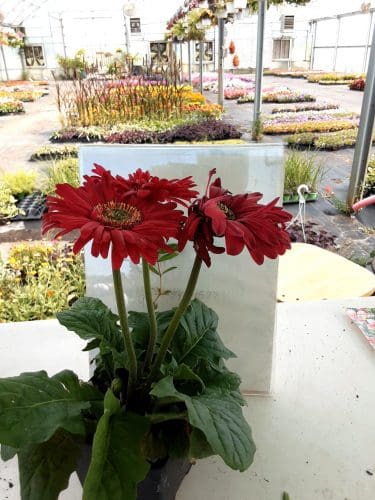 Richland Gardens Should I deadhead my plants? My County Link