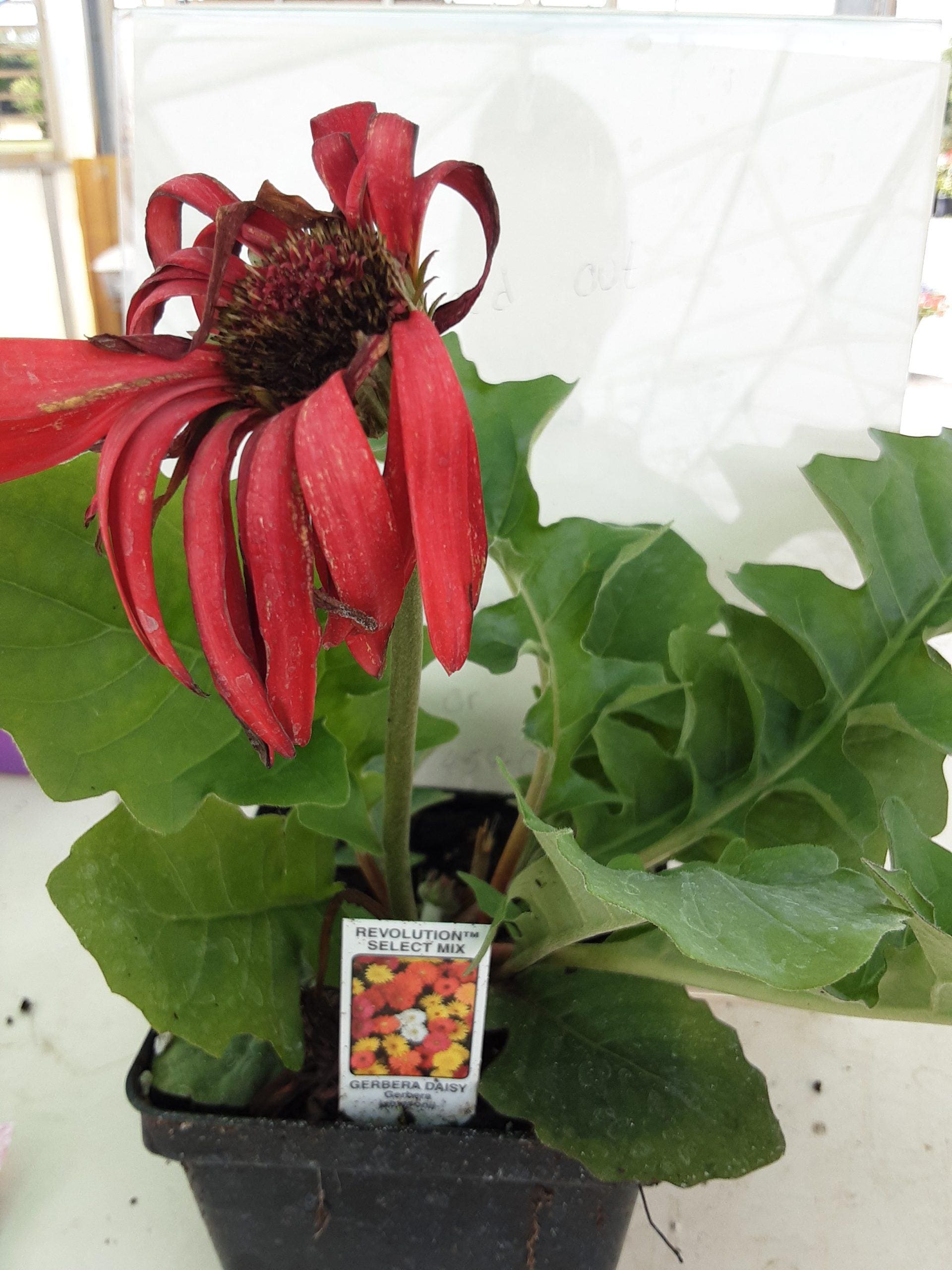 Richland Gardens Should I deadhead my plants? My County Link