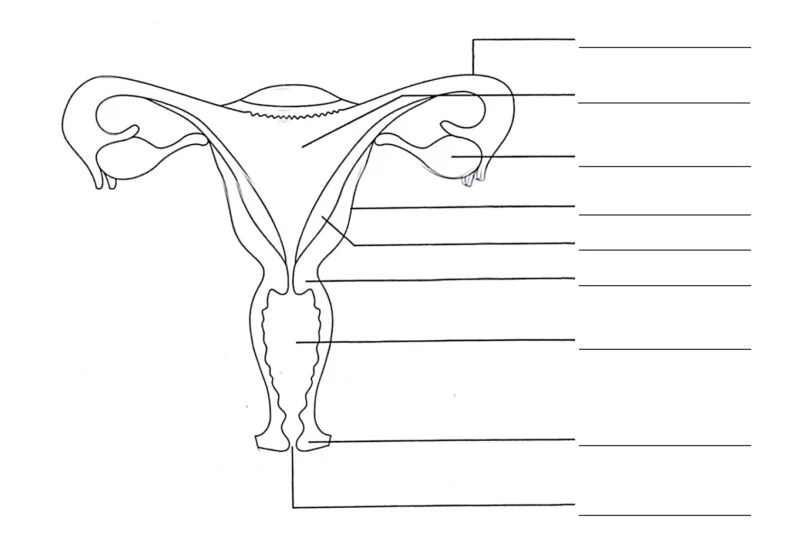 Human Reproduction Grade 12 Life Sciences Notes, with Questions and Answers » My Courses