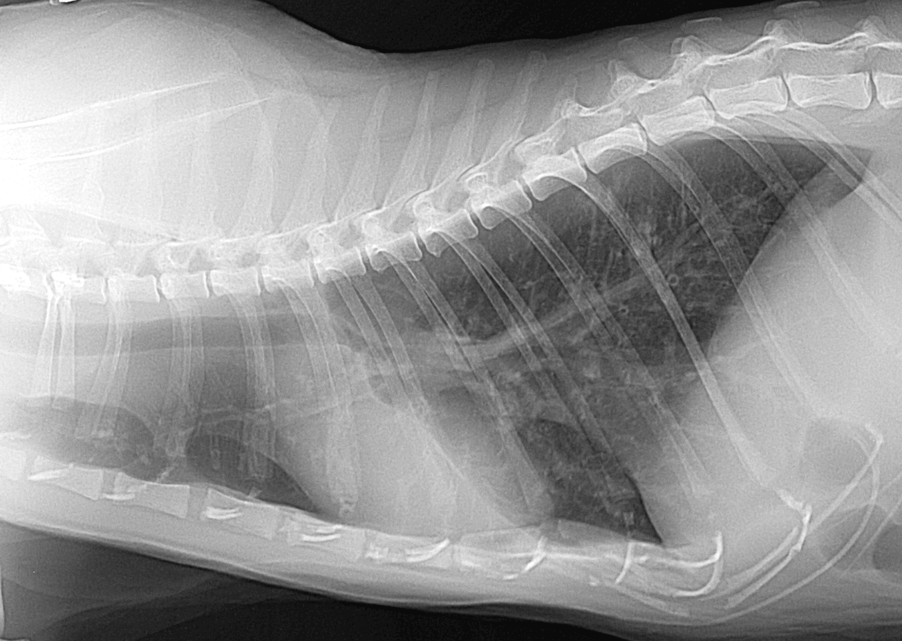 Radiology Improving Radiographic Study Quality Vet Education inar
