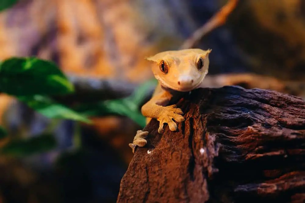 Are Crested Geckos Endangered Animals in the Wild?