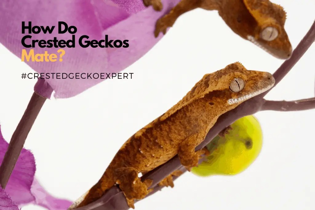 Crested Gecko Diet Guide Feeding Your Crested Gecko