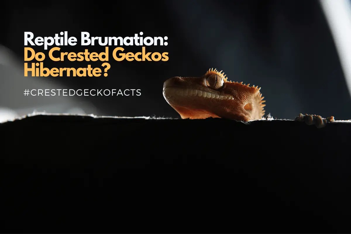 Reptile Brumation Do Crested Geckos Hibernate?