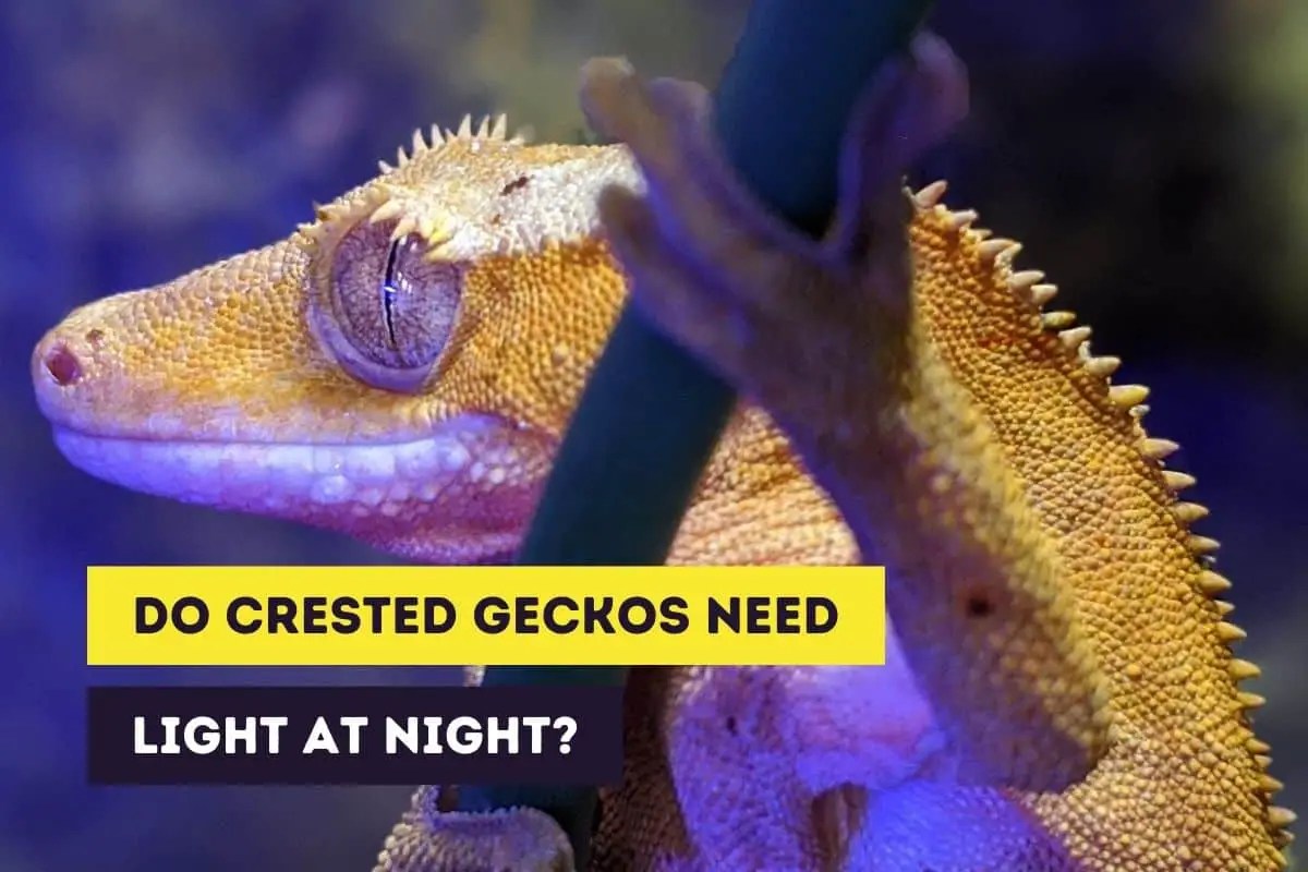 Do Crested Geckos Need a Light at Night? (Nightlights)