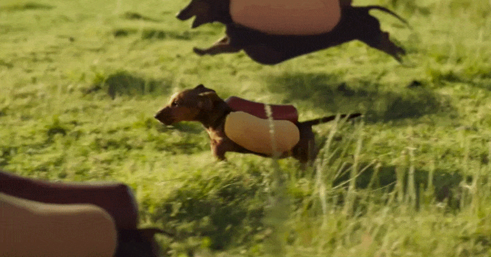 Wiener Dog Pool Floats Are Here Just In Time For Summer My Cute Dachshund