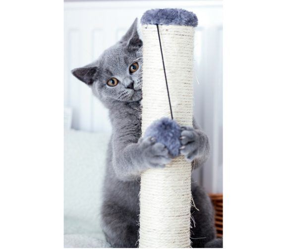 CatFriendly Sofa Fabric. Is it Bulletproof? My Decorating Tips