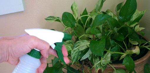 Protect Furniture by Home Remedies as Insecticides My Decorative