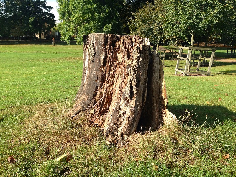 Why Do You Need a Tree Stump Removal Service? My Decorative