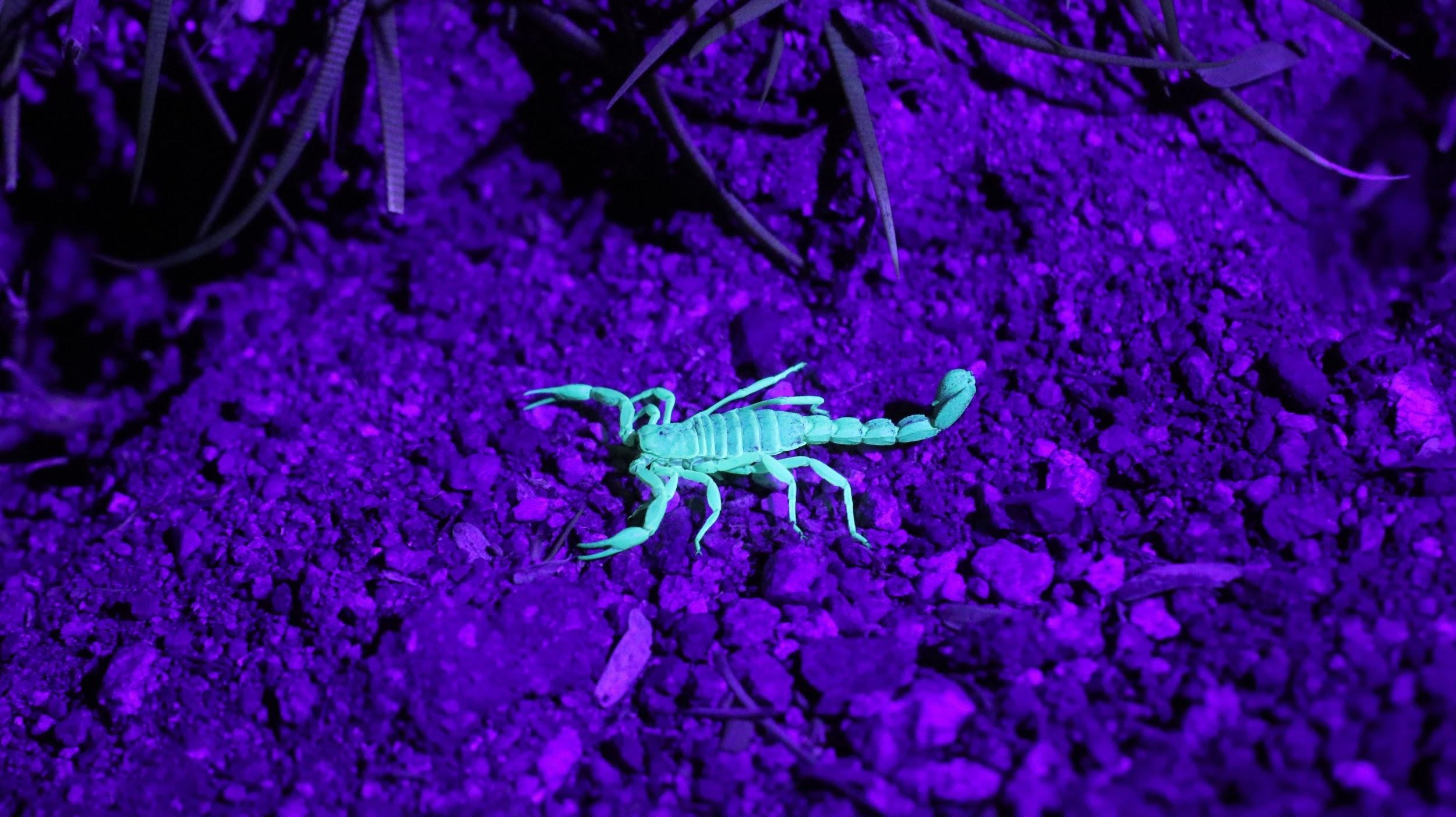 How To Keep Scorpions Out Of Your House Keeping Your Home Safe My