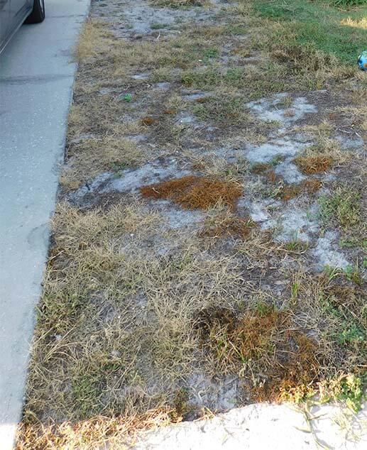 Growing Grass In Florida Sand / Irrigation Tips For Dry Or Sandy Soil