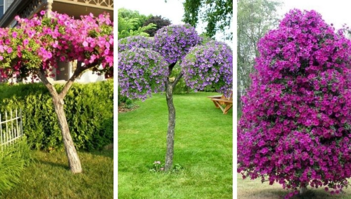 Not just petunia, but a whole tree – Beautiful design ideas for your garden