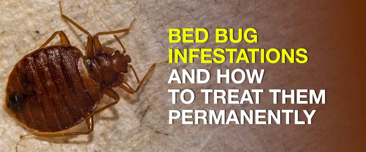 Bed Bug Infestations and How to Treat Them Permanently Difference Between