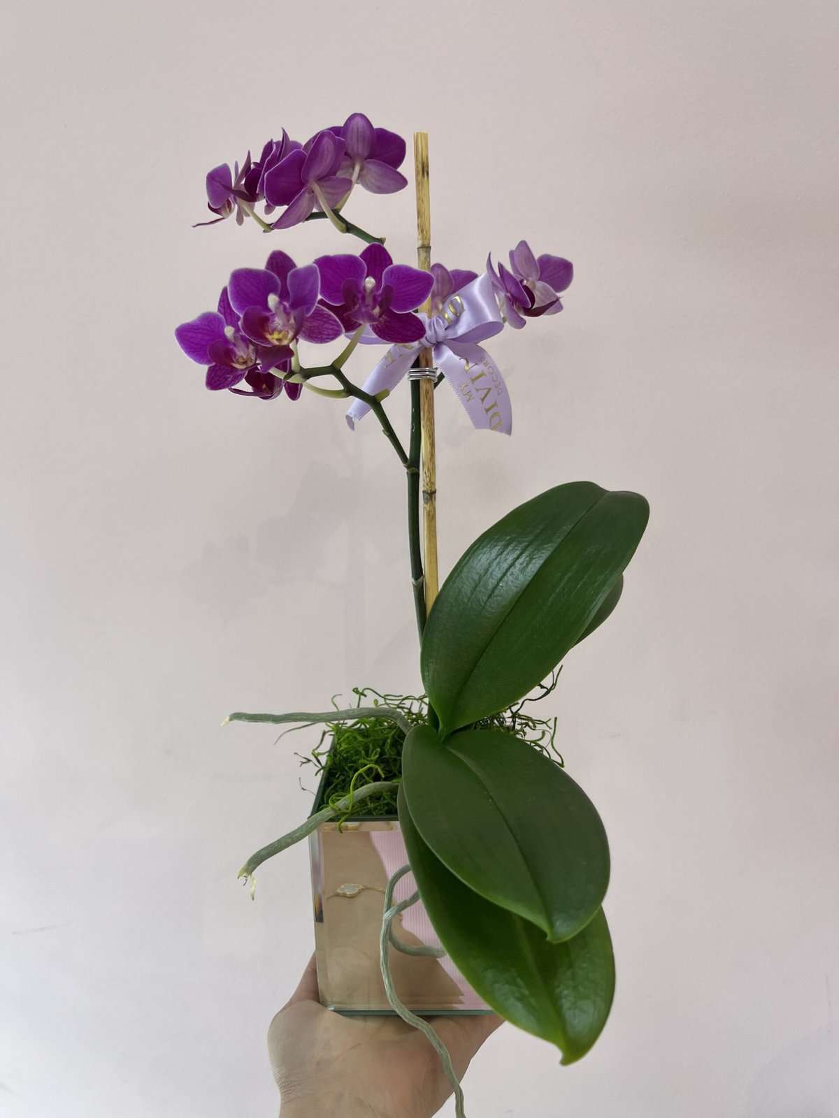 Mini Orchid in Mirror Vase My Divine Decors Flower Boutique Flower