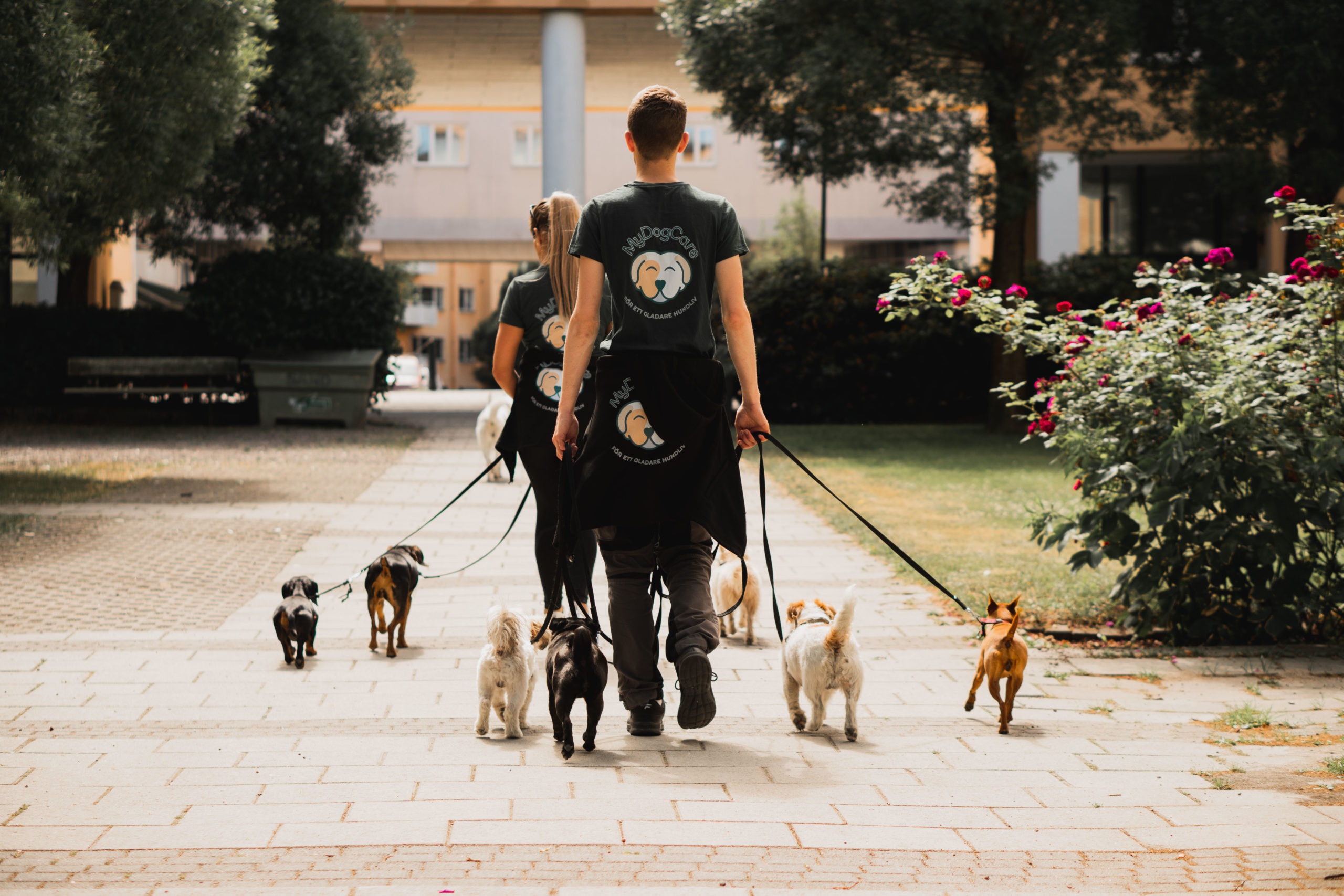 Hunddagis Stockholm till bra pris MyDogCare