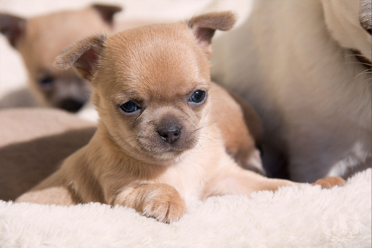 In Guten wie in Schlechten Zeiten Hund kaufen Über die