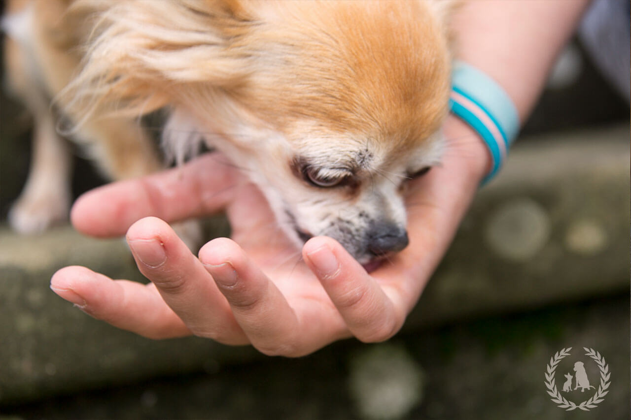 Feuchte Küsse und warum die Liebe eines Hundes durch