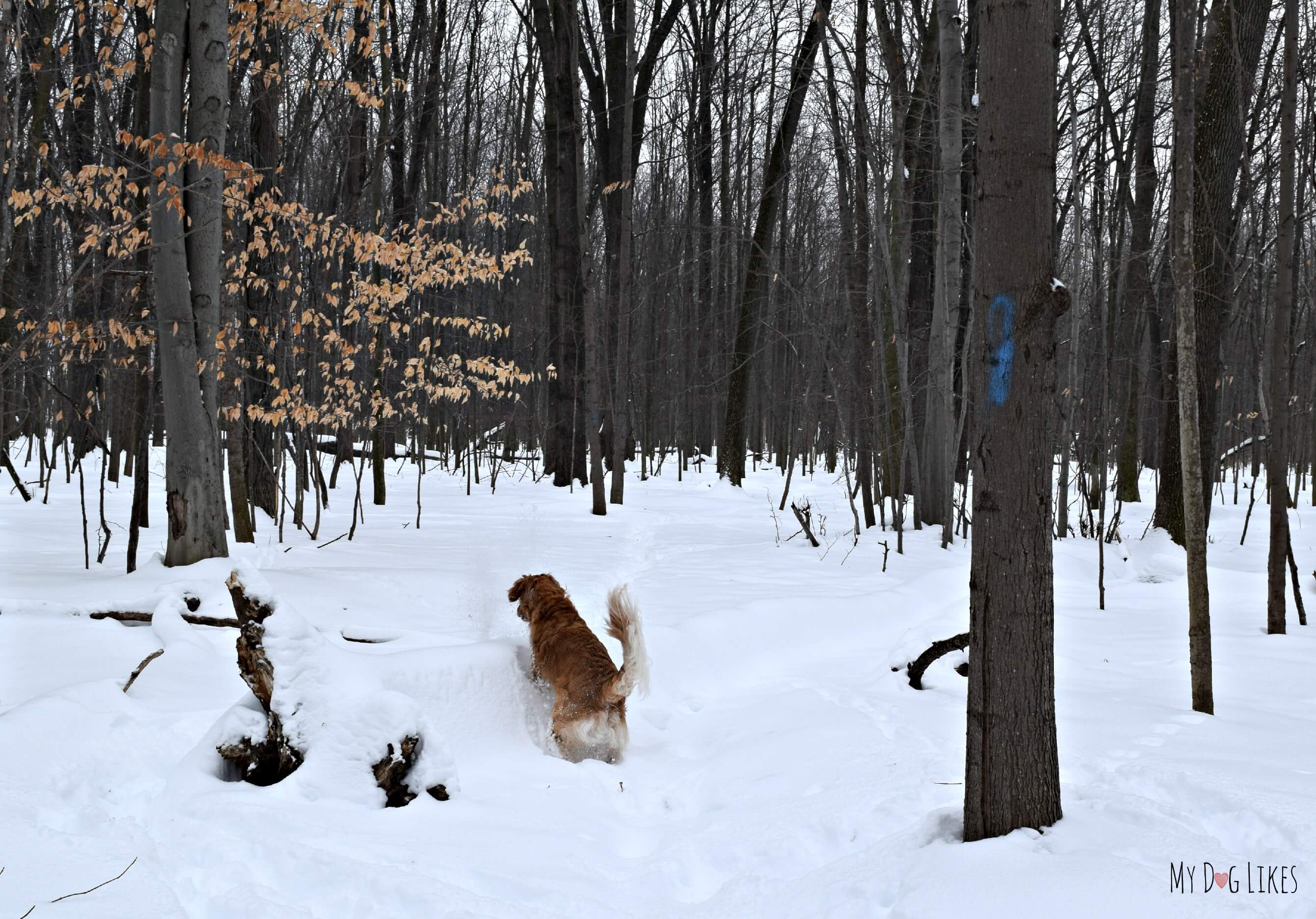 Snowshoeing in Black Creek Park Making the Most of Wintertime!