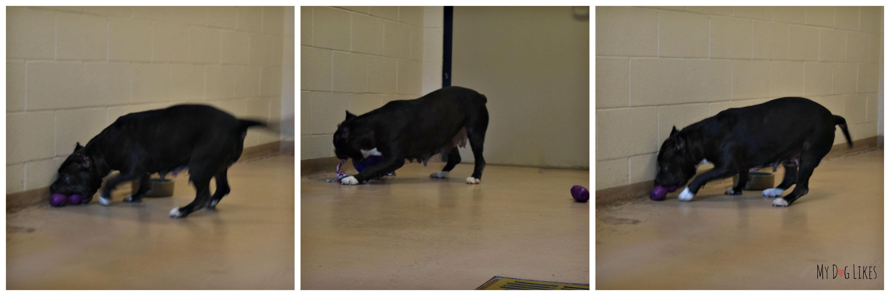 Busy Buddy Dog Toys for Behavior Enrichment