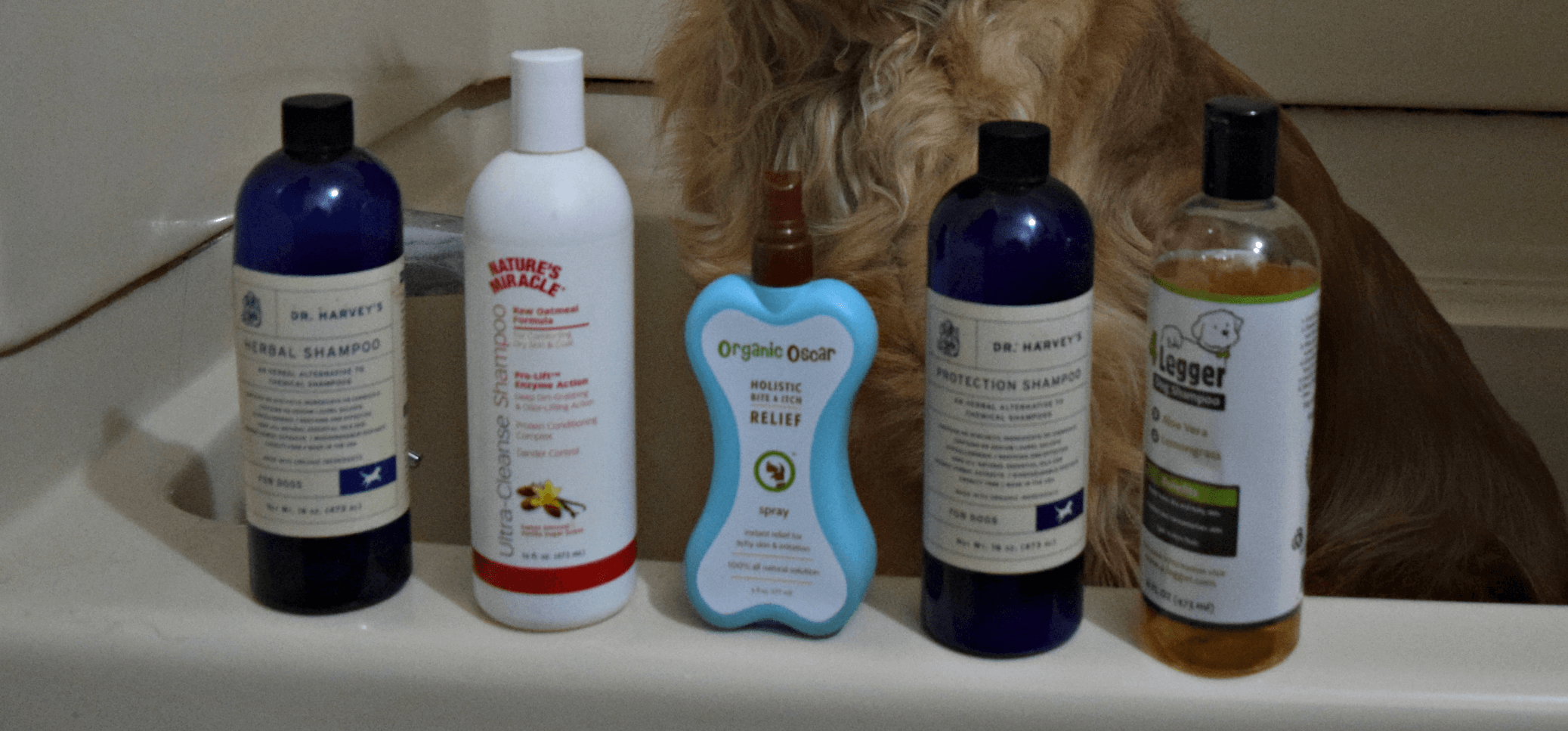 How to Bathe a Dog A Step by Step Guide
