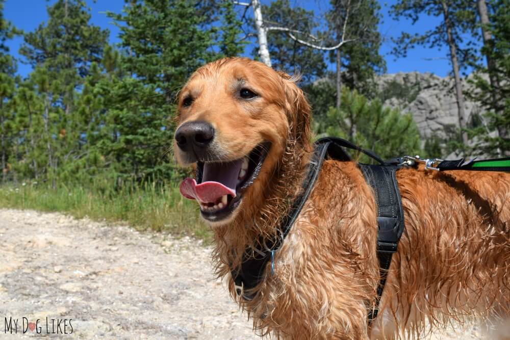 Our Favorite Tools to Train Loose Leash Walking
