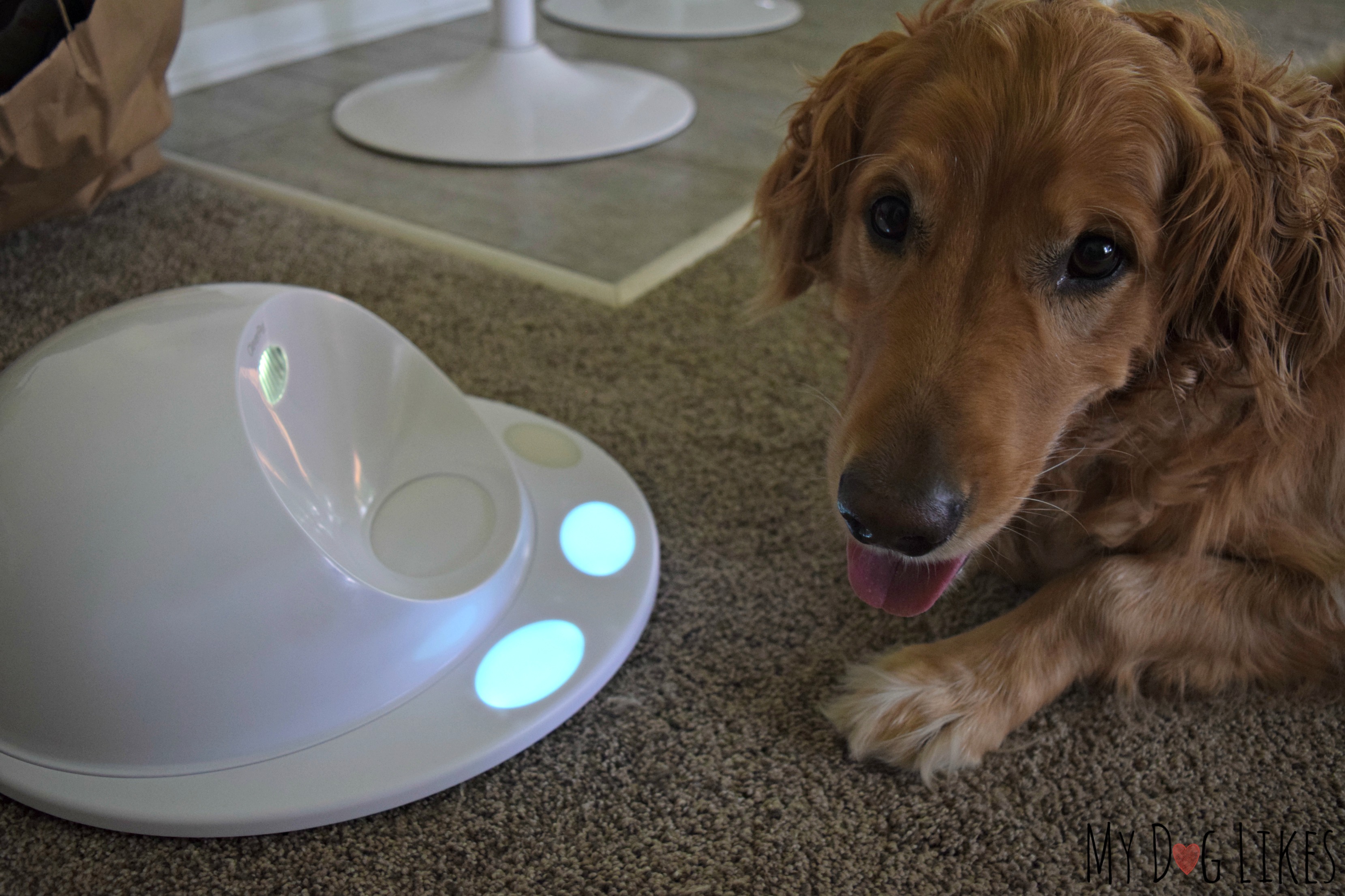 Exploring the CleverPet Hub The Worlds 1st Game Console