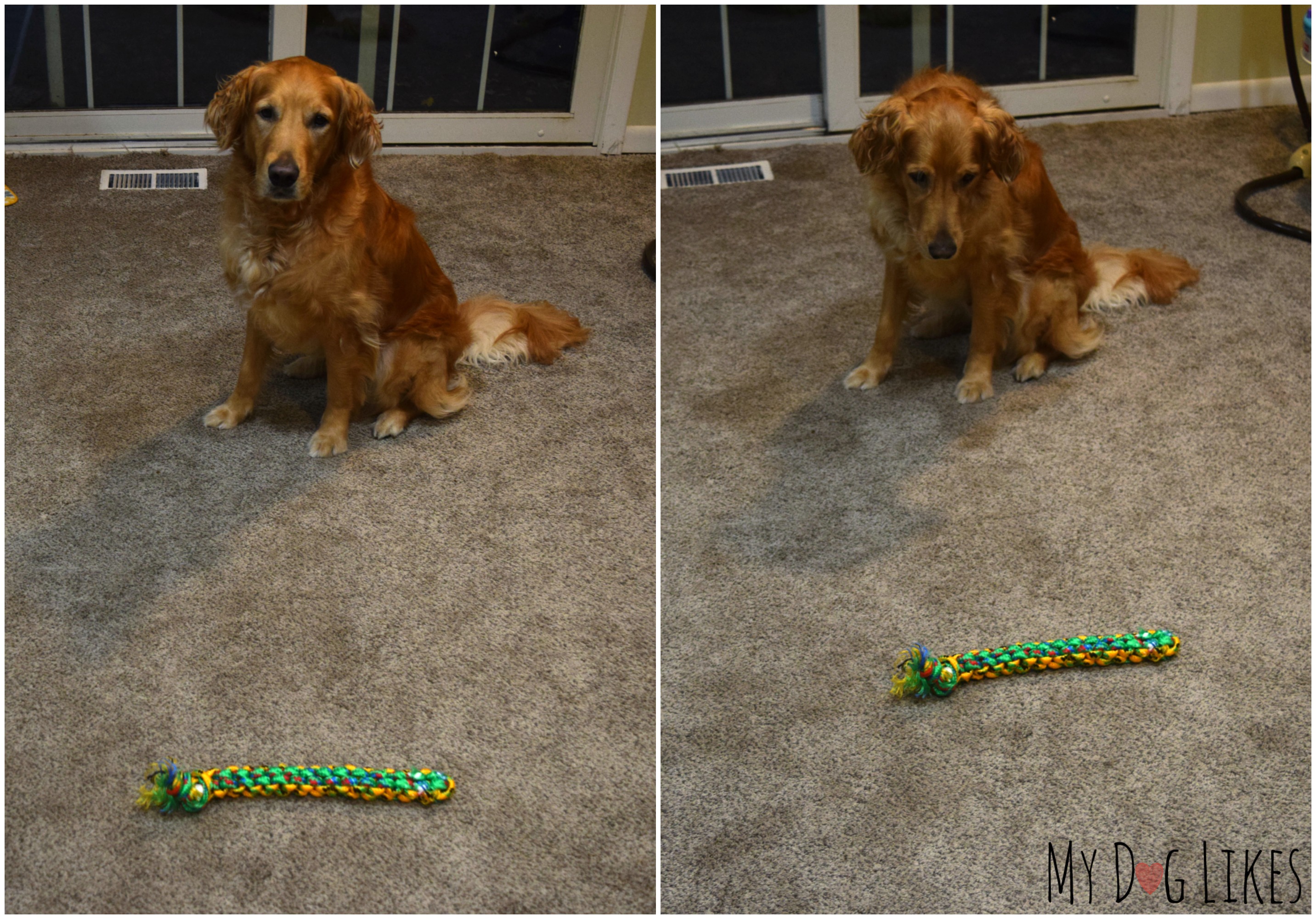 Teaching your Dog to "Pick it Up" or "Take It"