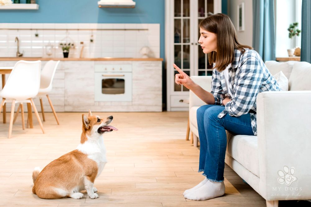How To Keep Dog Off Kitchen Table