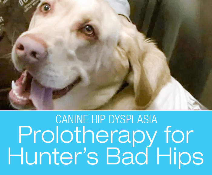 prolotherapy in dogs