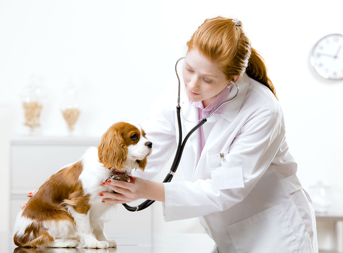 Veterinary Visit Checklist Before the Visit, Questions to ask your vet.