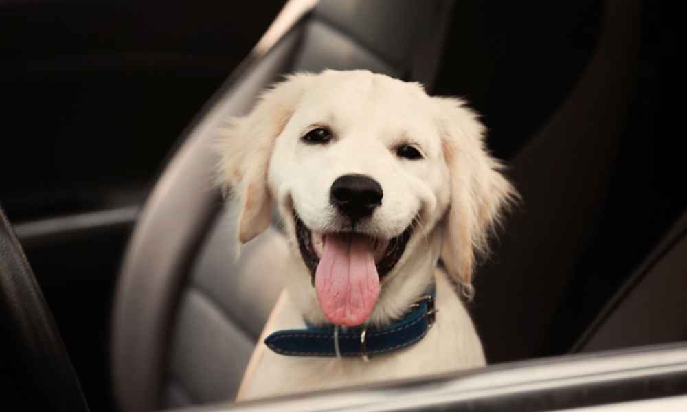 Are Bark Collars Safe for Small Dogs My Dog Collar