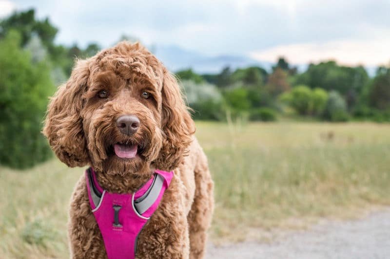 Which is best harness for Cockapoo? My Dog Training Collar