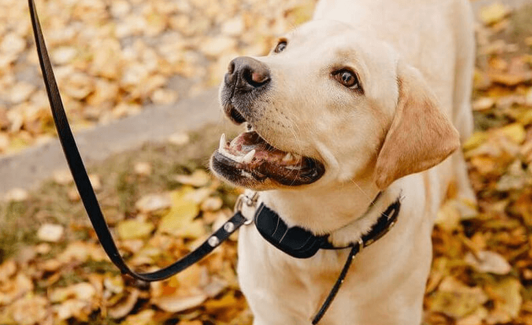 Best Training Collar For Stubborn Dogs My Dog Collar
