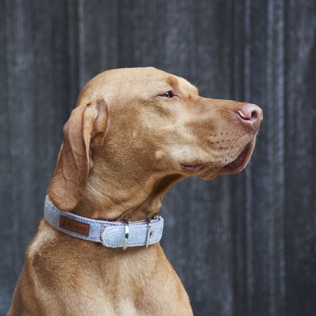 What Features Should I Look For In Dog Collars? My Dog Collar