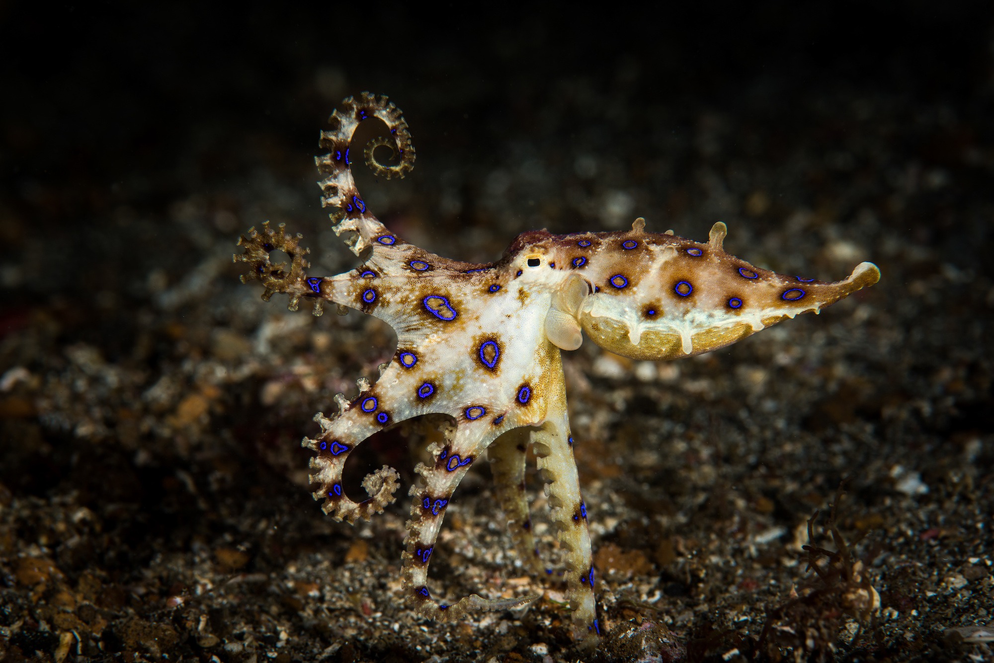 Blue Ringed Octopus Venom Symptoms