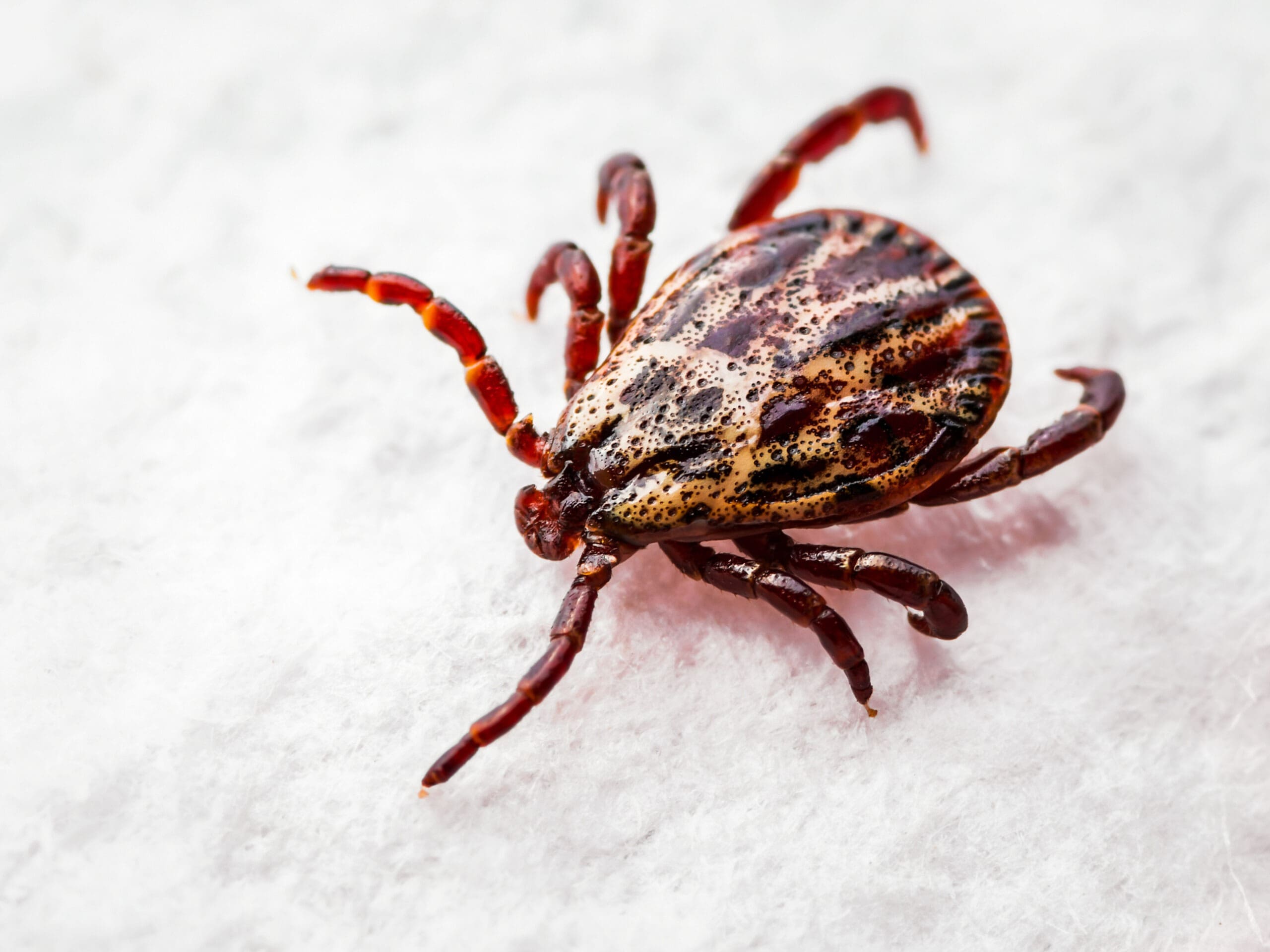 First aid for bites and stings Paralysis tick