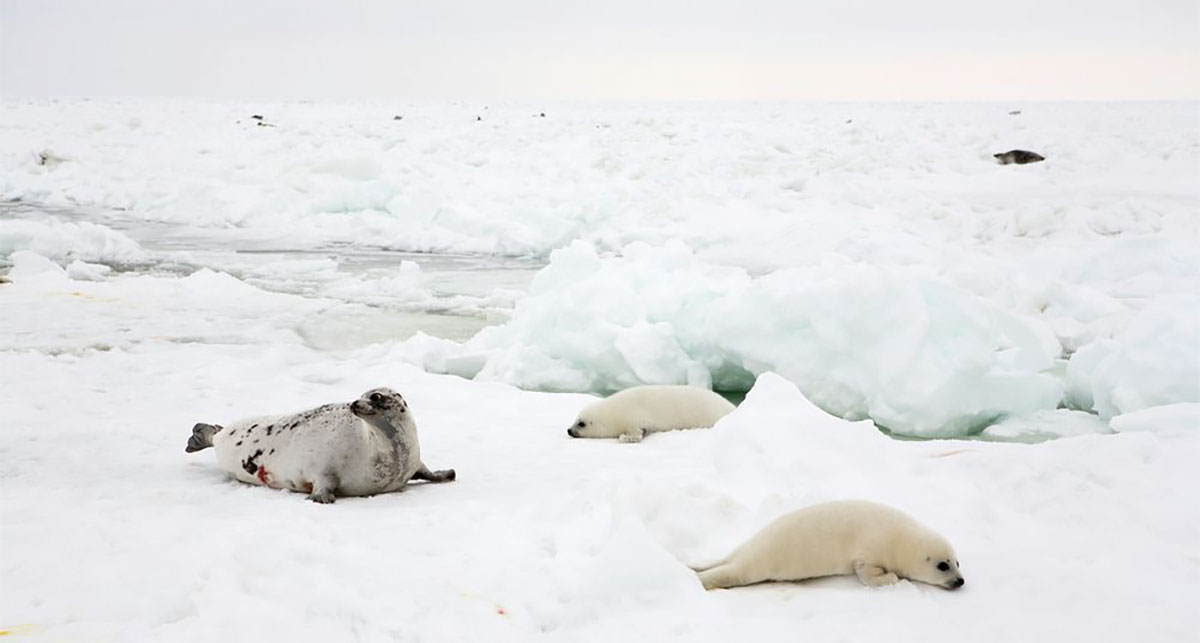 Baby harp seals will no longer be killed for their fur My Dream for