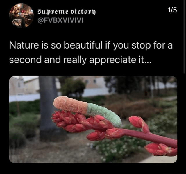 Nature Memes mYeBEAT