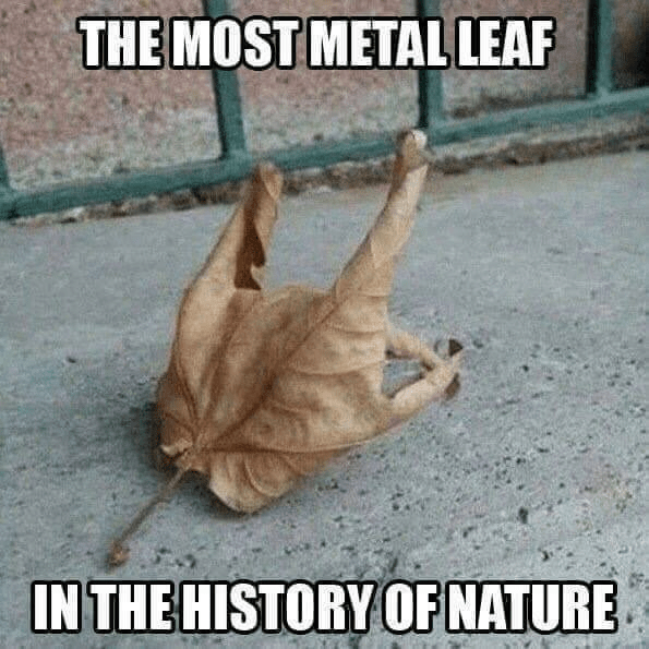 Nature Memes mYeBEAT