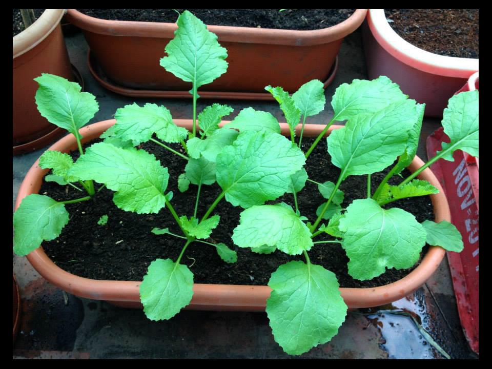 How to Grow Turnips?