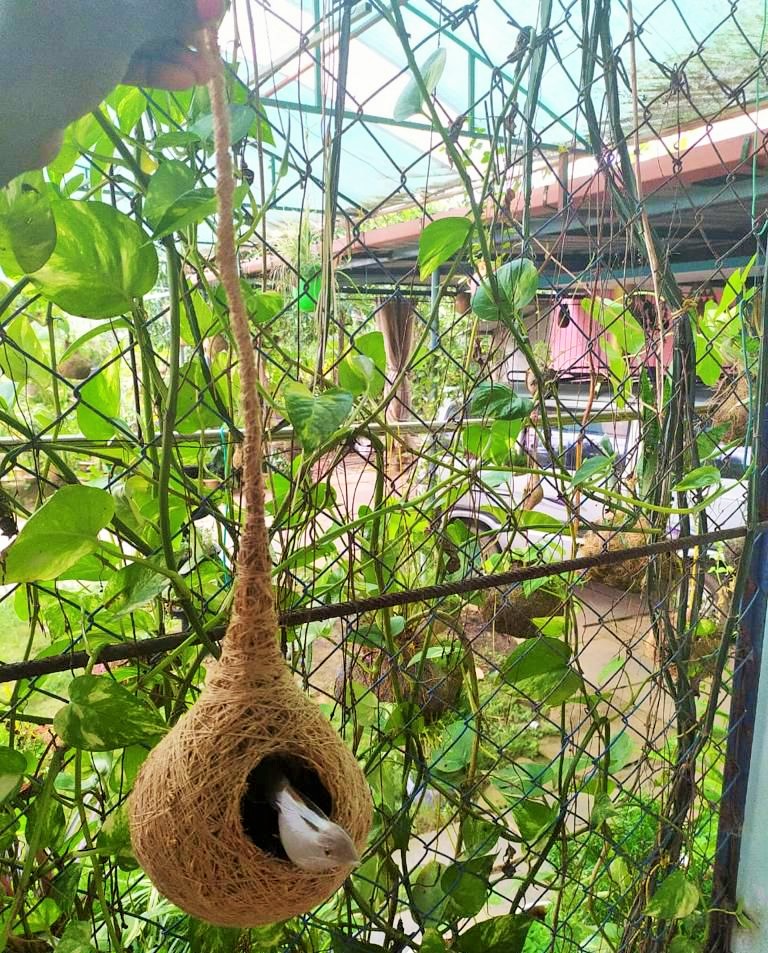 Vetiver Nest MyEcoKart