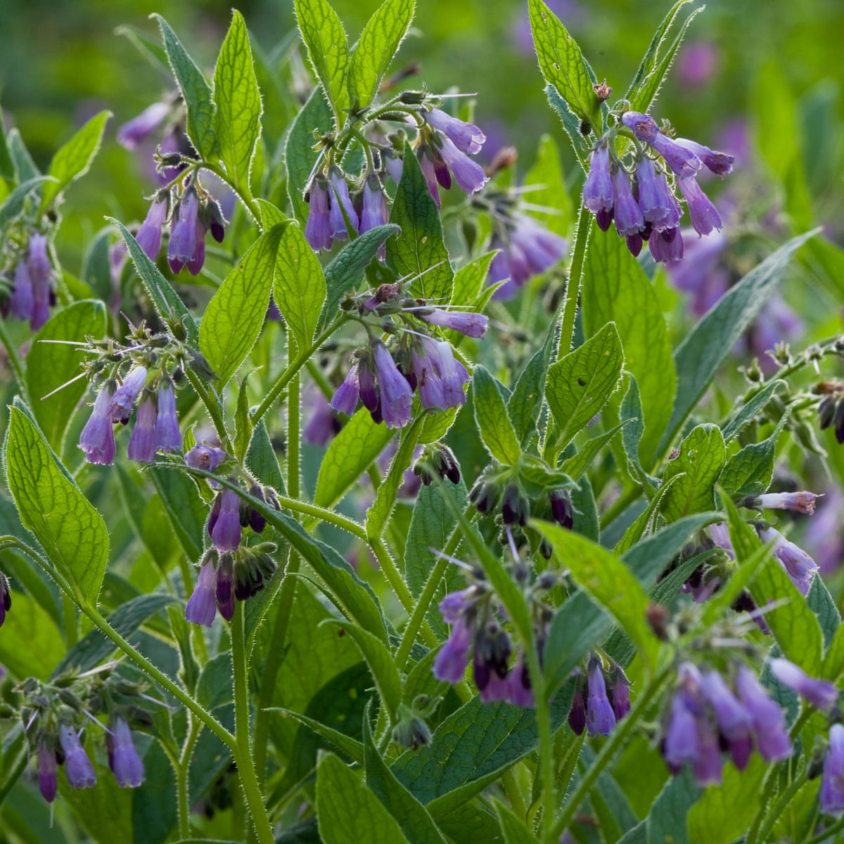 Comfrey Benefits My Emerald Health