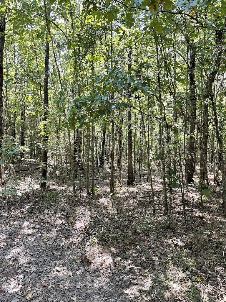 30 Acres of Land For Sale_New Boston TX Real Estate_East Texas Land