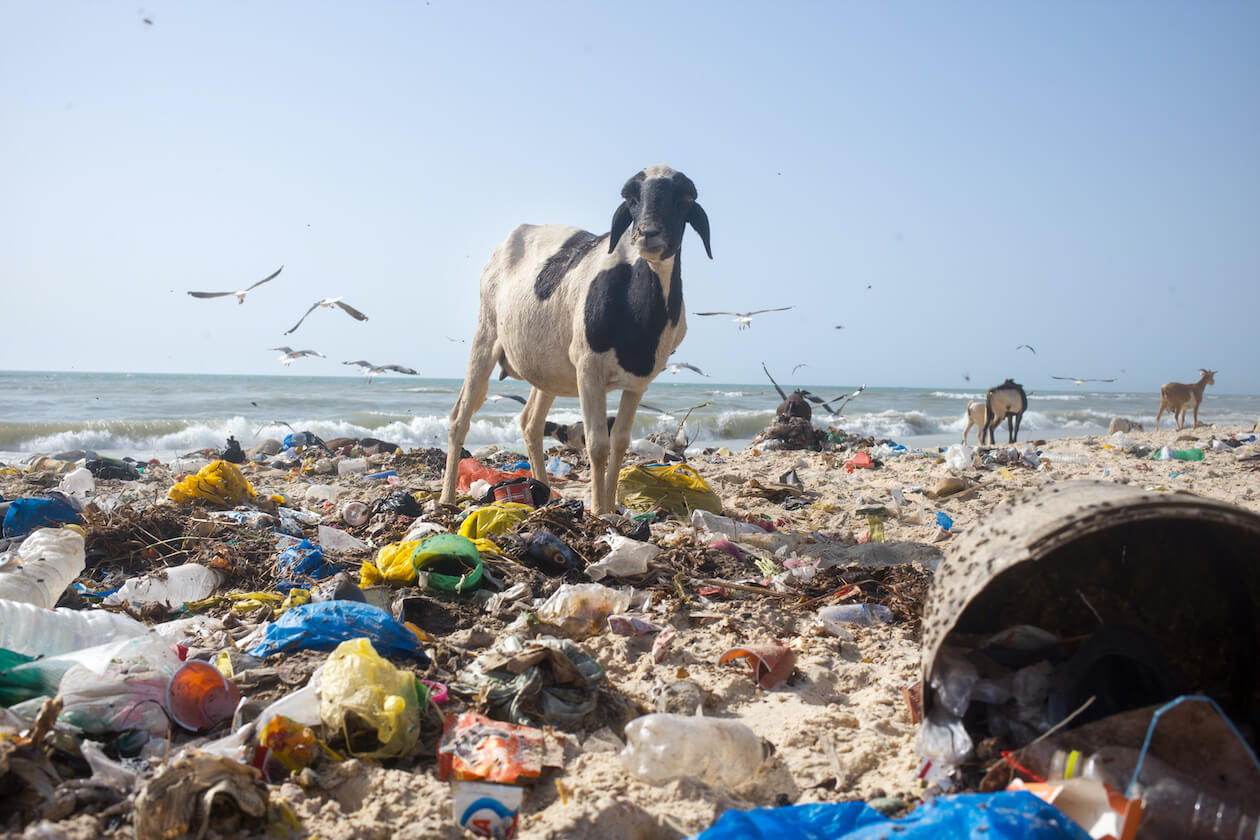 Is Plastic Harmful To Dogs