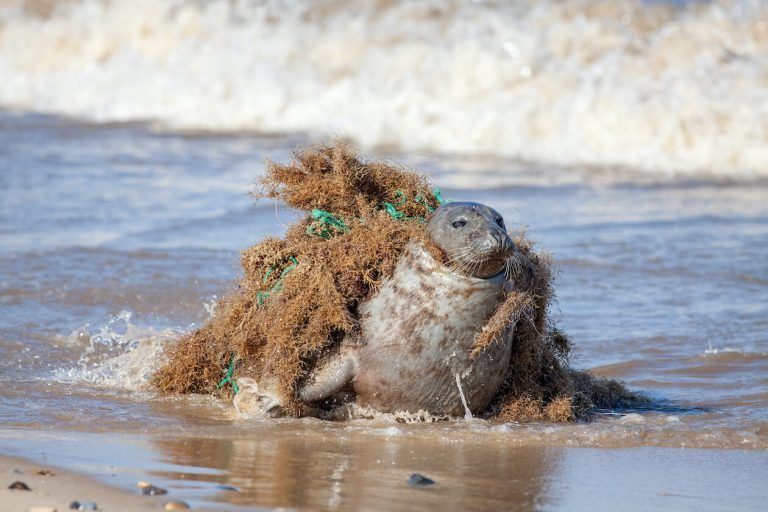 Plastic Pollution’s Definition Why We need to know