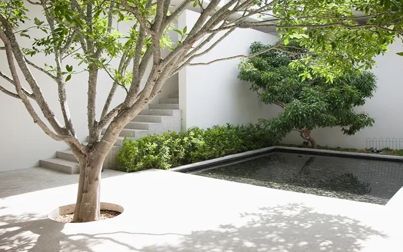 How to Stop Tree Roots Growing Under Pavers